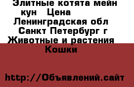 Элитные котята мейн-кун › Цена ­ 20 000 - Ленинградская обл., Санкт-Петербург г. Животные и растения » Кошки   